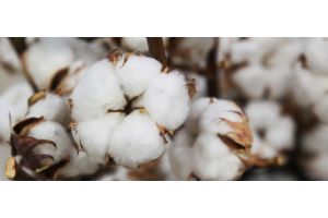 Boxes Of Cotton On Bushes