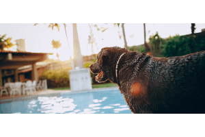 Dog by the swimming pool