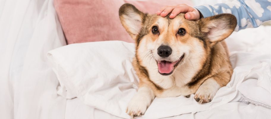 How to Keep Your Bedding Clean as a Pet Owner