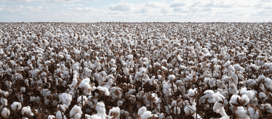 The Ultimate Guide To Cotton Fabric Manufacturing: Part 1 - The Harvesting & Cleaning Process