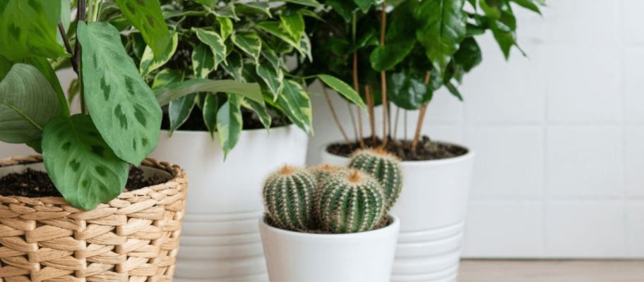 House plants